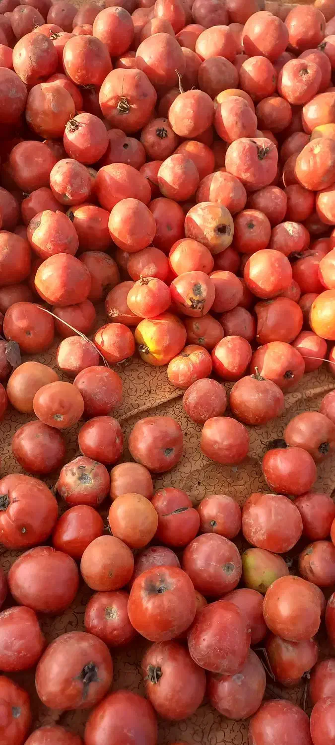 گوجه ربی|خوردنی و آشامیدنی|قره ضیاالدین, |دیوار