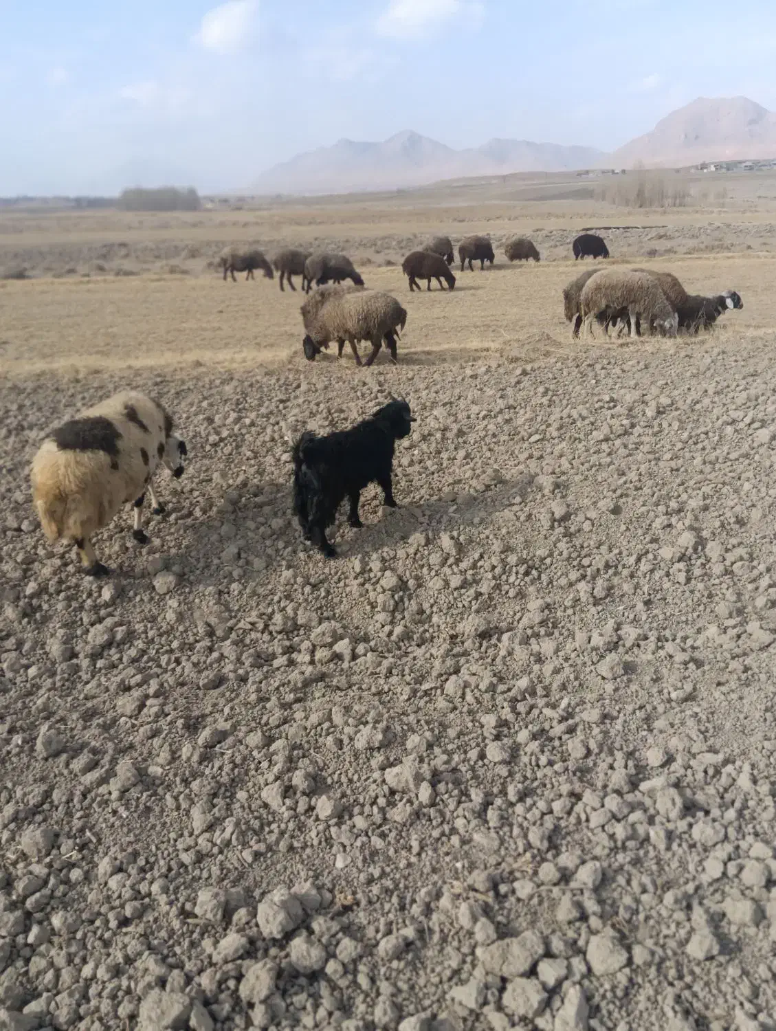 بز غاله بره میش|حیوانات مزرعه|داران, |دیوار