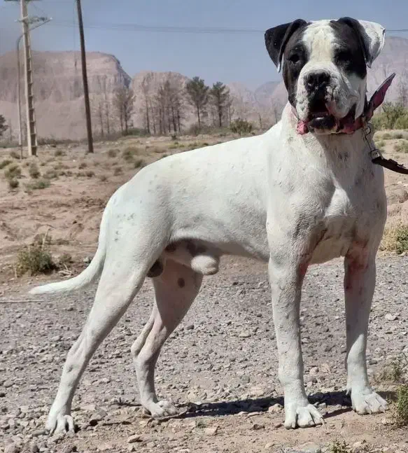 واگذاری سگ امریکن بولداگ اصیل نگهبان|سگ|کرمان, |دیوار