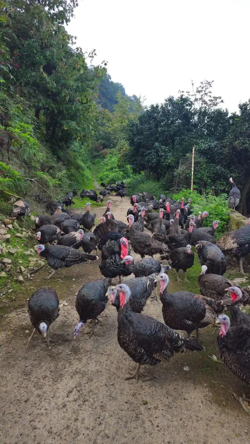 فروش و معاوضه گله جوان بوقلمون مولد برنز|حیوانات مزرعه|لنگرود, |دیوار