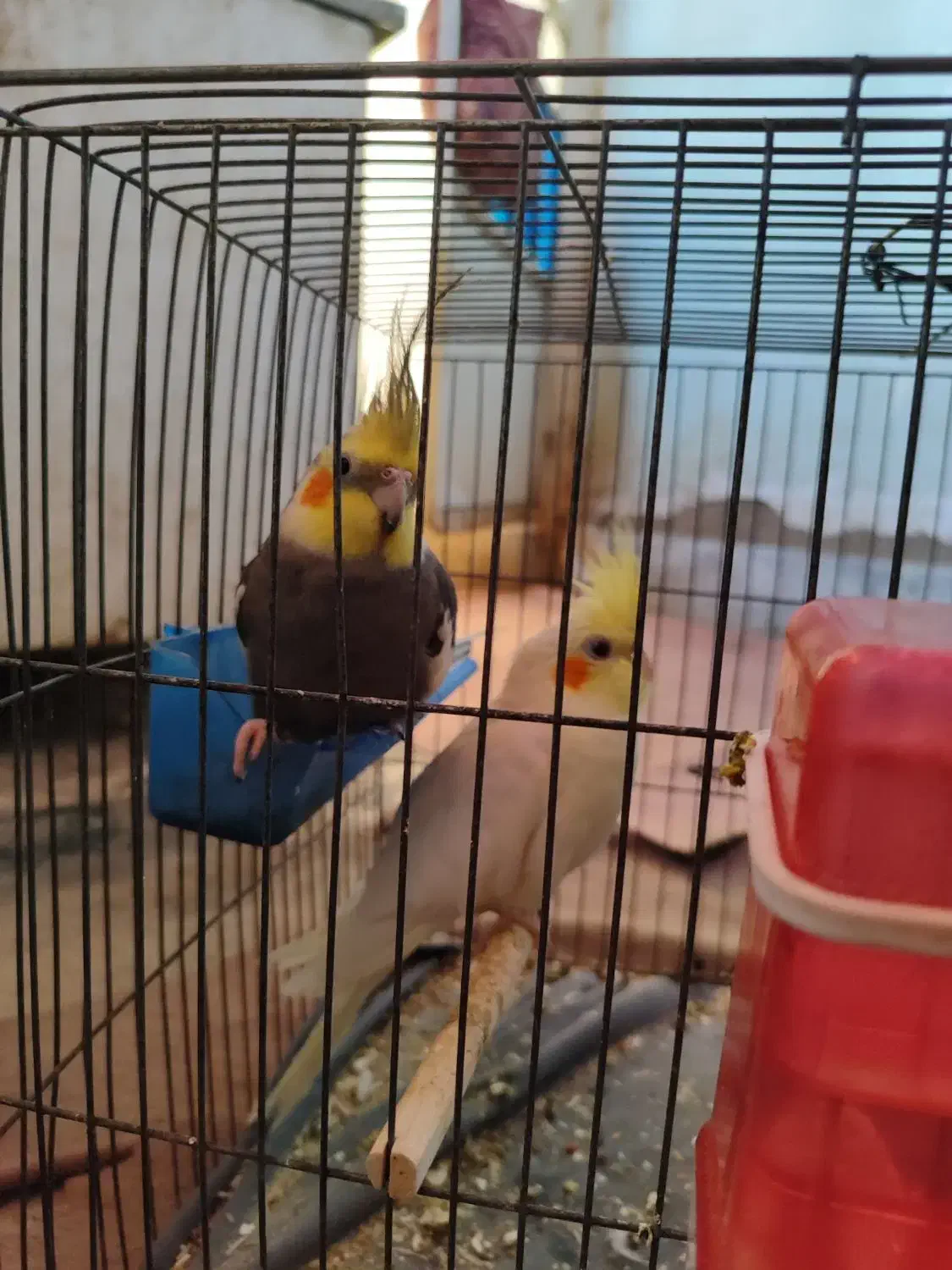 عروس هلندی جفت نرماده|پرنده|بافق, |دیوار