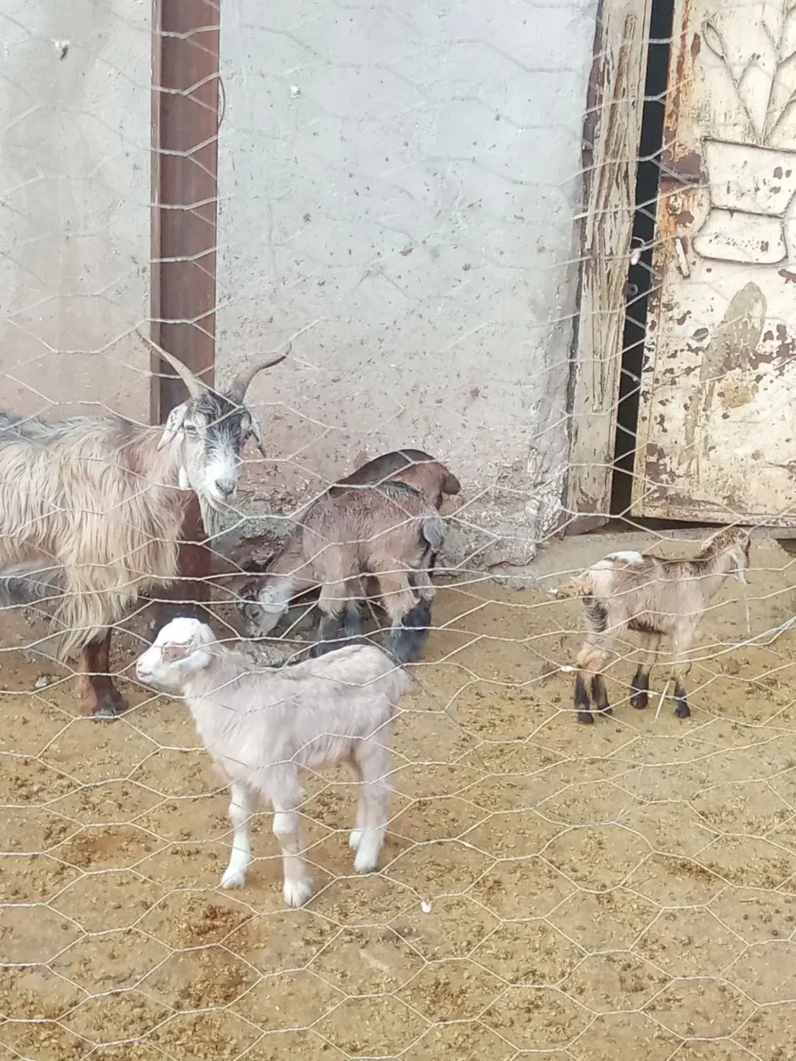 دو عدد بز و چهار عدد بزغاله|حیوانات مزرعه|نورآباد, |دیوار