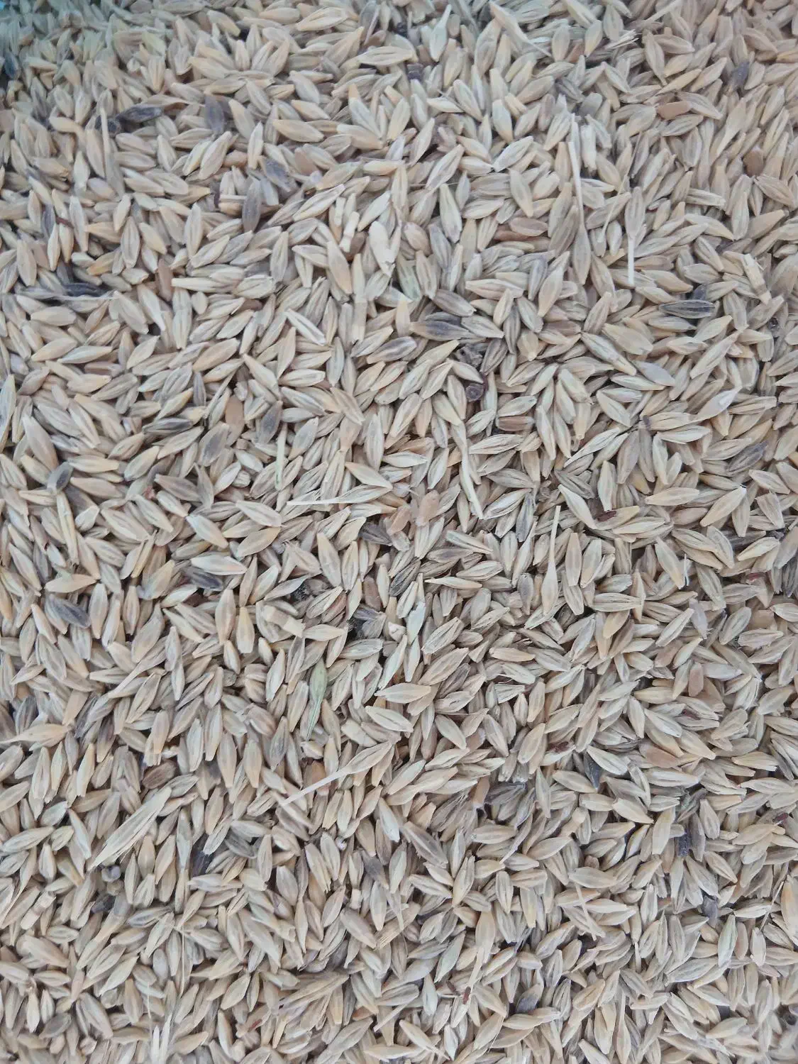 جو محلی|گل و گیاه طبیعی|چمران, |دیوار