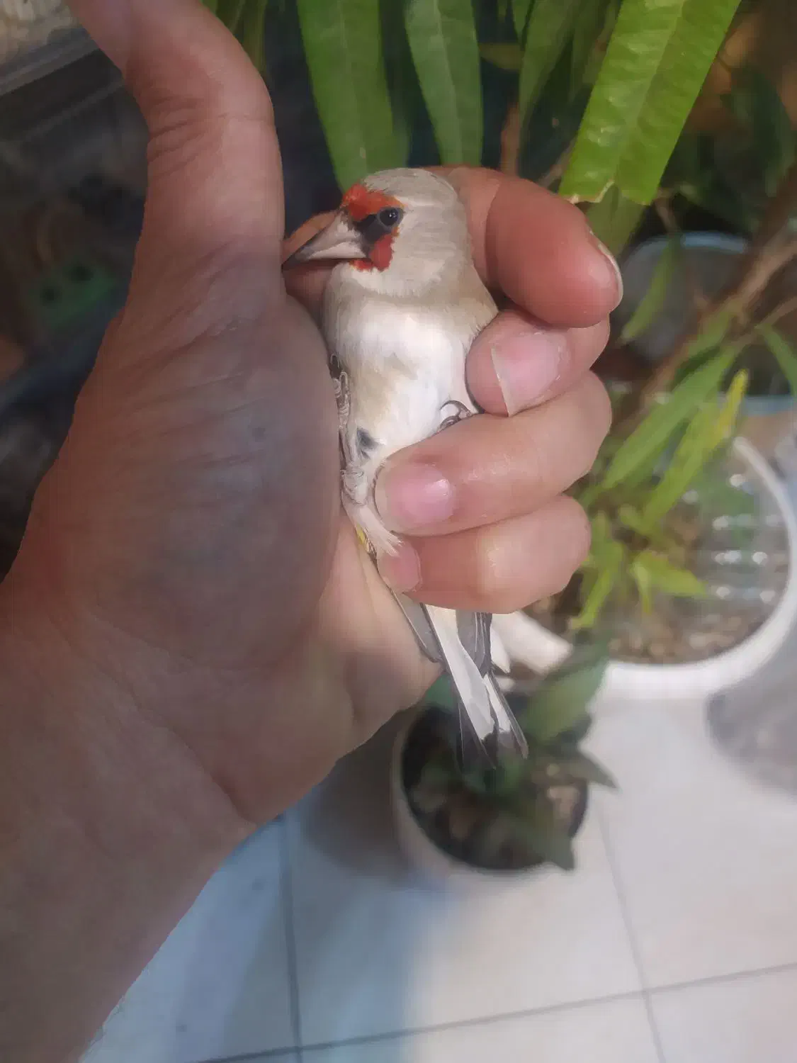 سهره|پرنده|ملارد, |دیوار