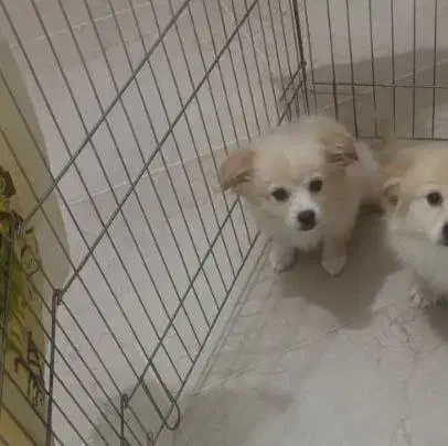 سگ پامر|سگ|مشکین‌دشت, |دیوار