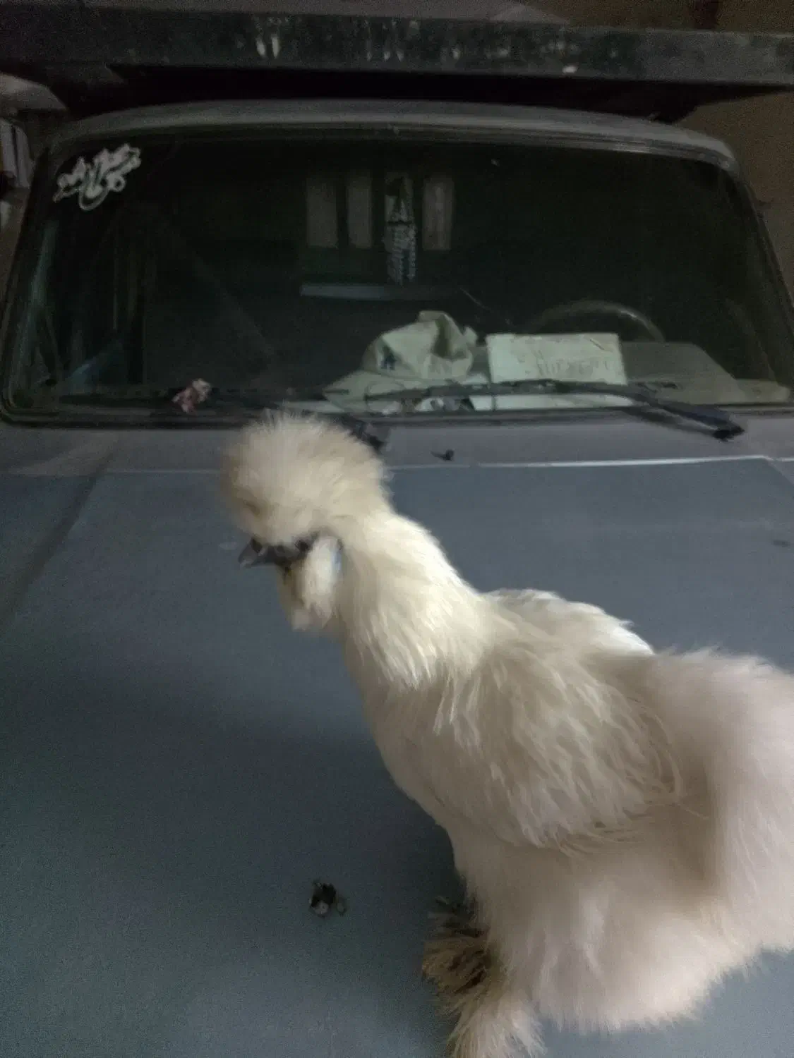 تخم ابریشمی|حیوانات مزرعه|گرگان, |دیوار