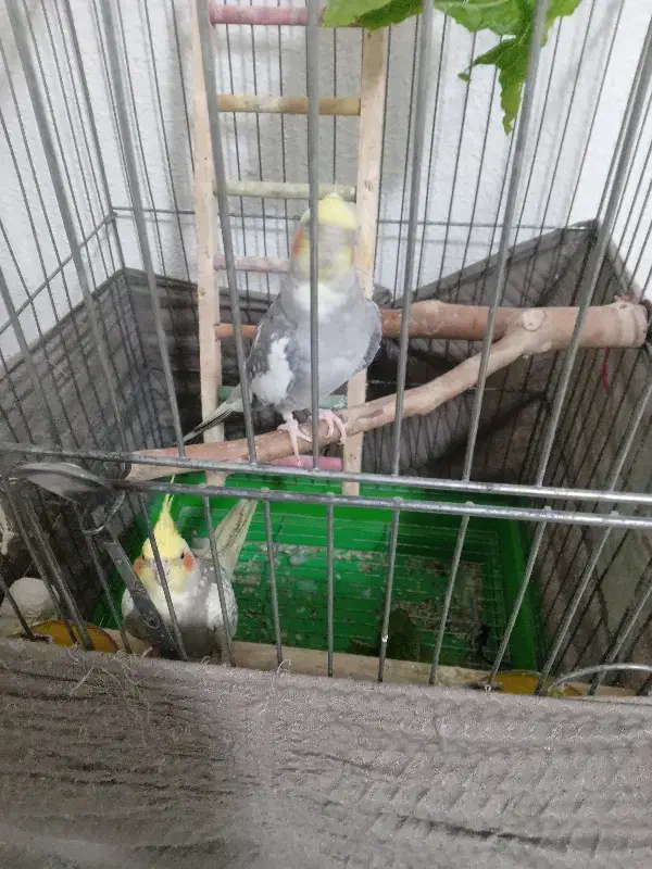 یک جفت عروس هلندی با قفس|پرنده|خشکبیجار, |دیوار