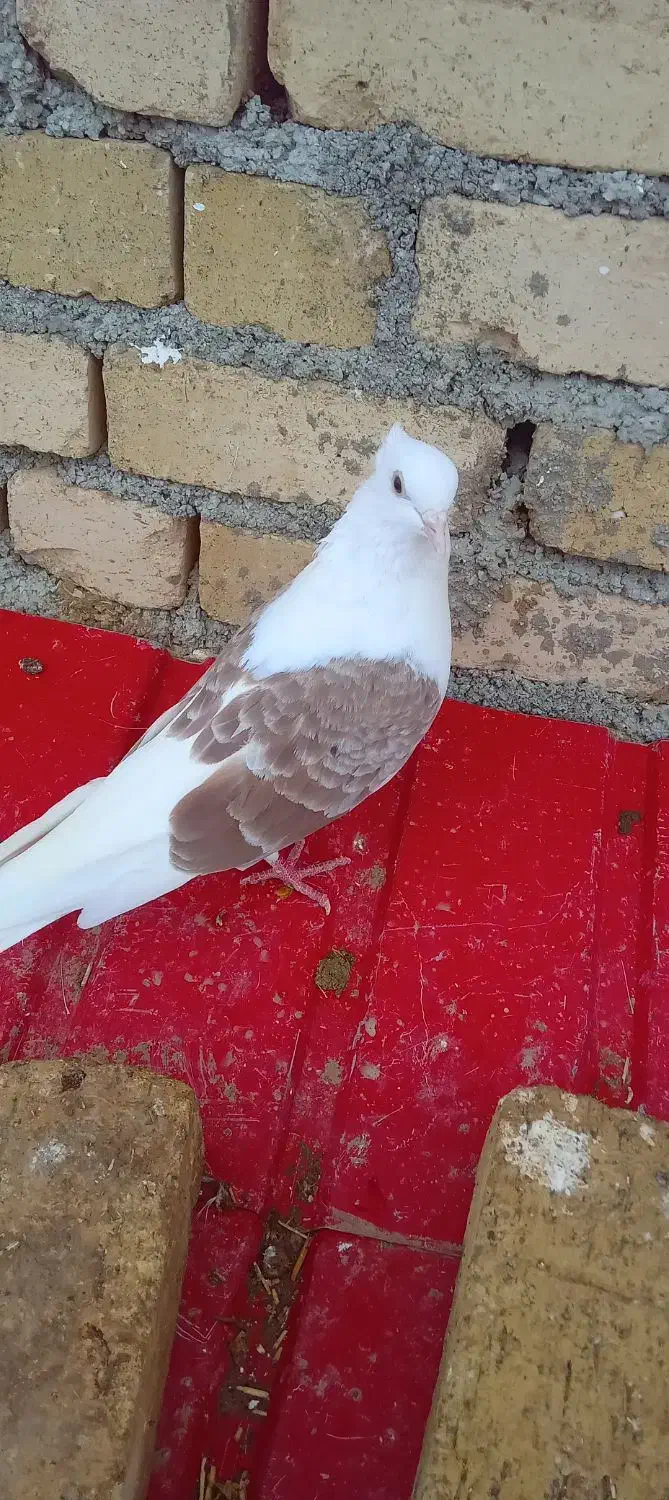 کبوتر|پرنده|بیرانوند, |دیوار