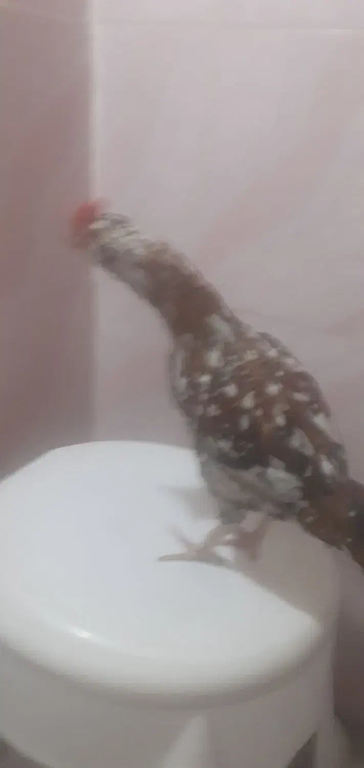 خروس گلین صحیح وسالم|حیوانات مزرعه|تهران, کیانشهر|دیوار