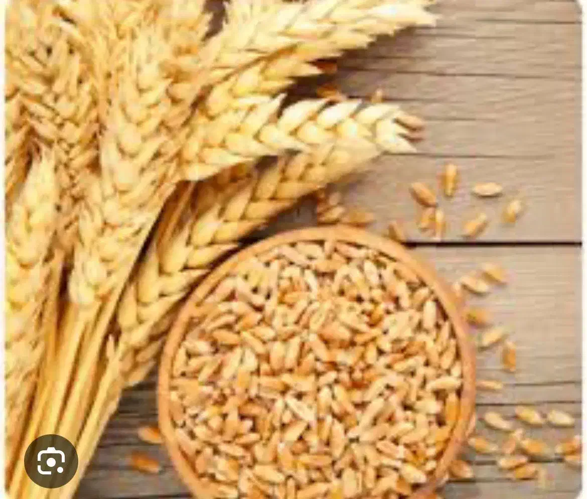 گندم بزری بوجاری شده چمران ومهرگان|خوردنی و آشامیدنی|اهواز, بنکداری|دیوار