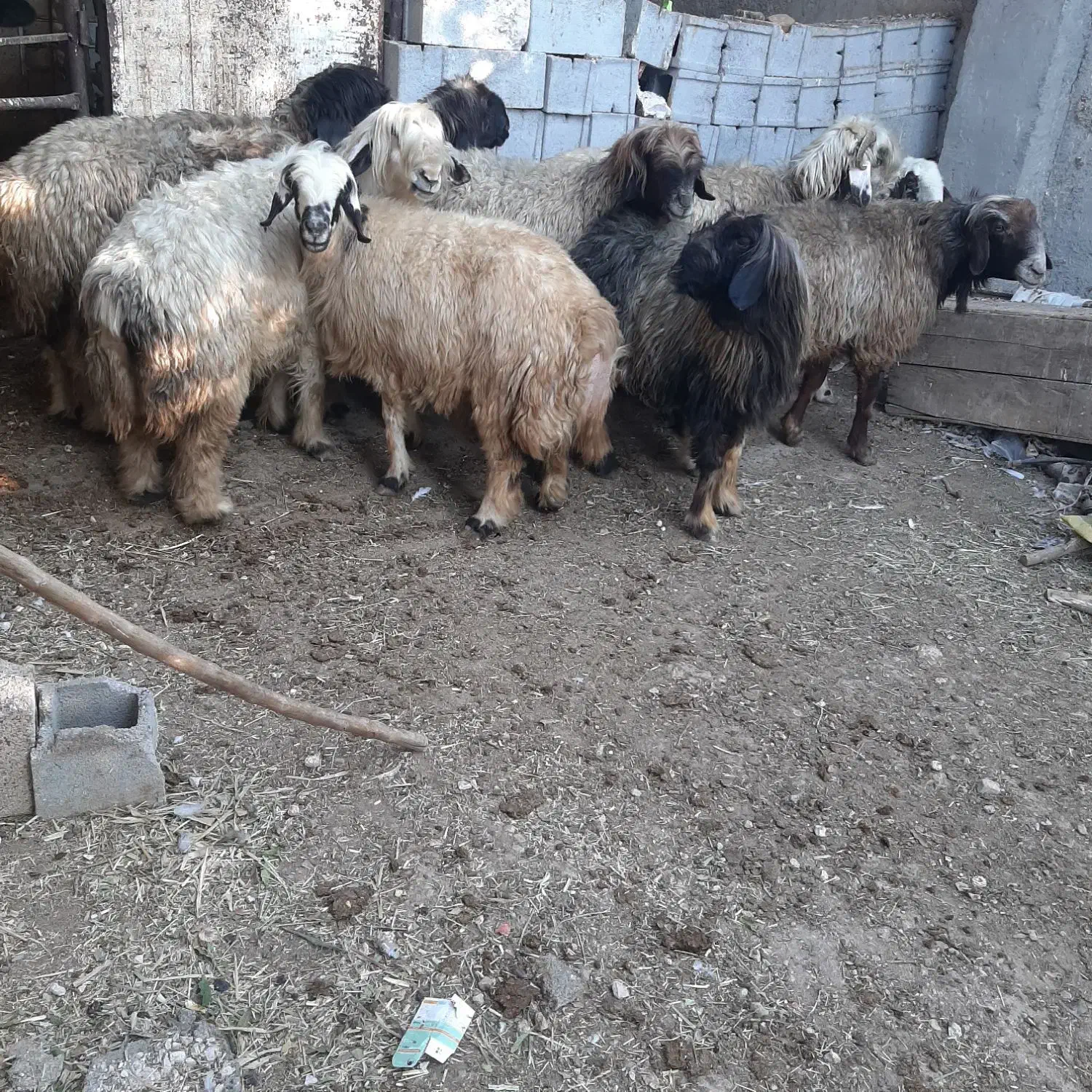 میش شهرکردی اصل|حیوانات مزرعه|مرودشت, رامجرد یک|دیوار