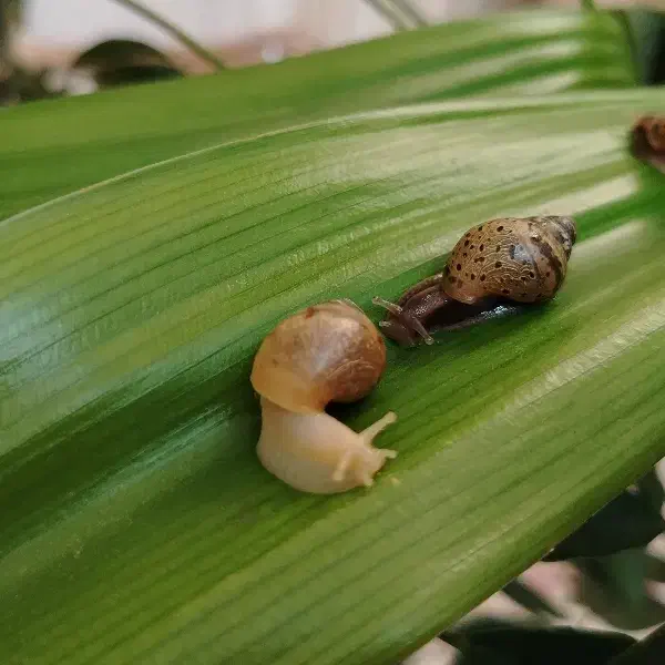 حلزون آچاتینا|خزنده|ملایر, |دیوار