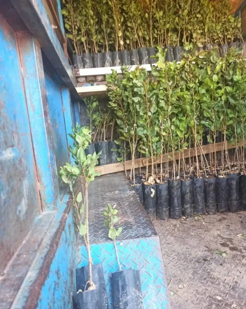 فروش نهال پسته|حراج|زرندیه, |دیوار