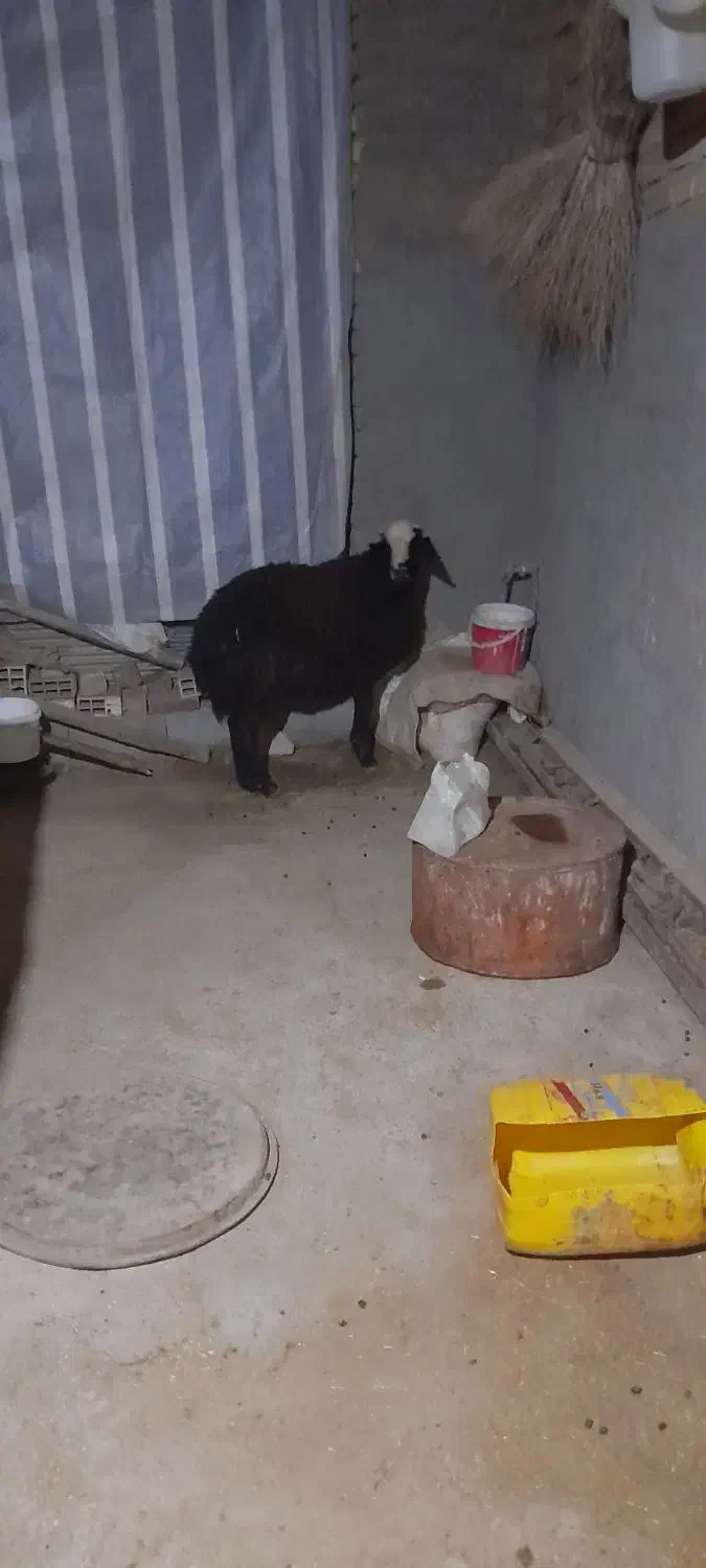 قوچ شال|حیوانات مزرعه|قیدار, |دیوار