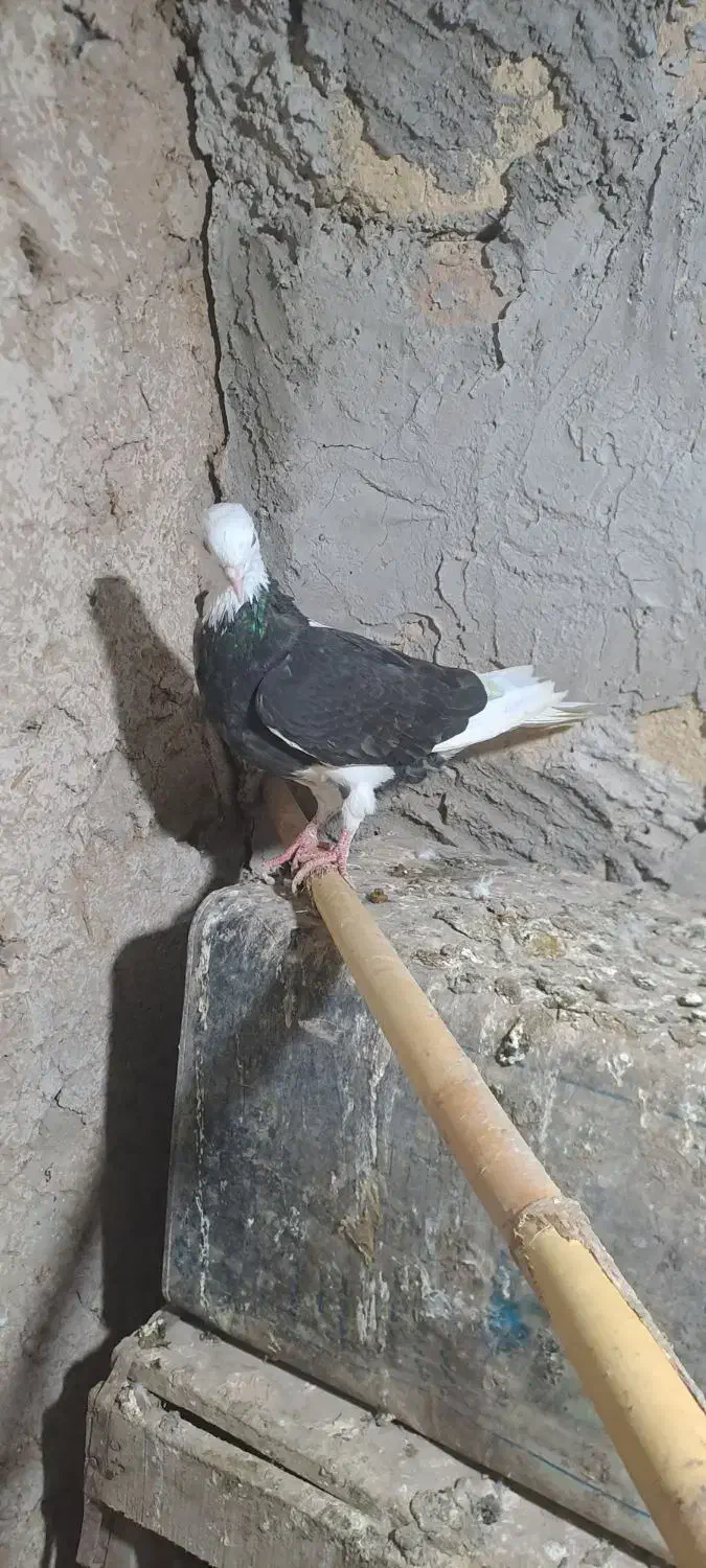 کبوتر|پرنده|چورزق, |دیوار