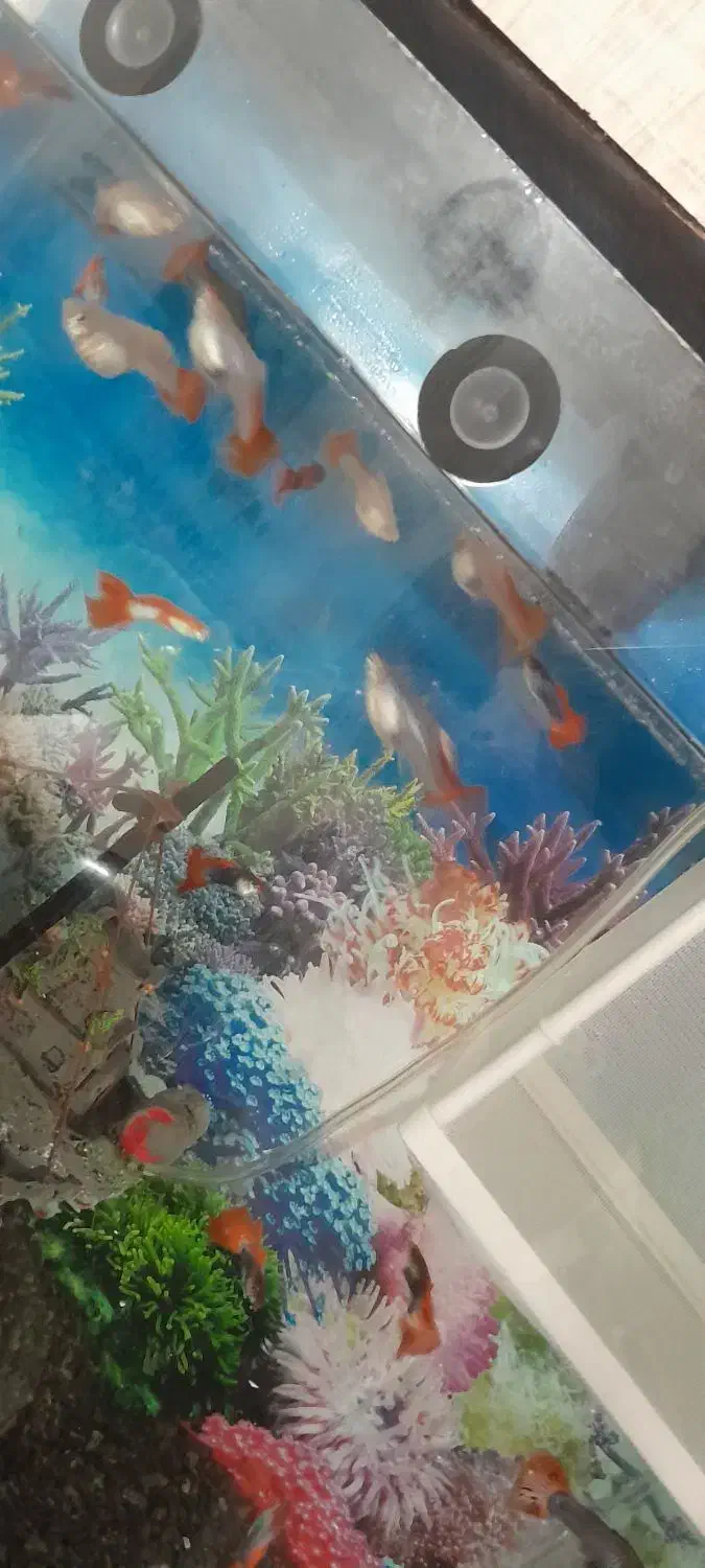 ماهی و اکواریوم گپی بچه ماهی|ماهی|مشهد, گلشور|دیوار