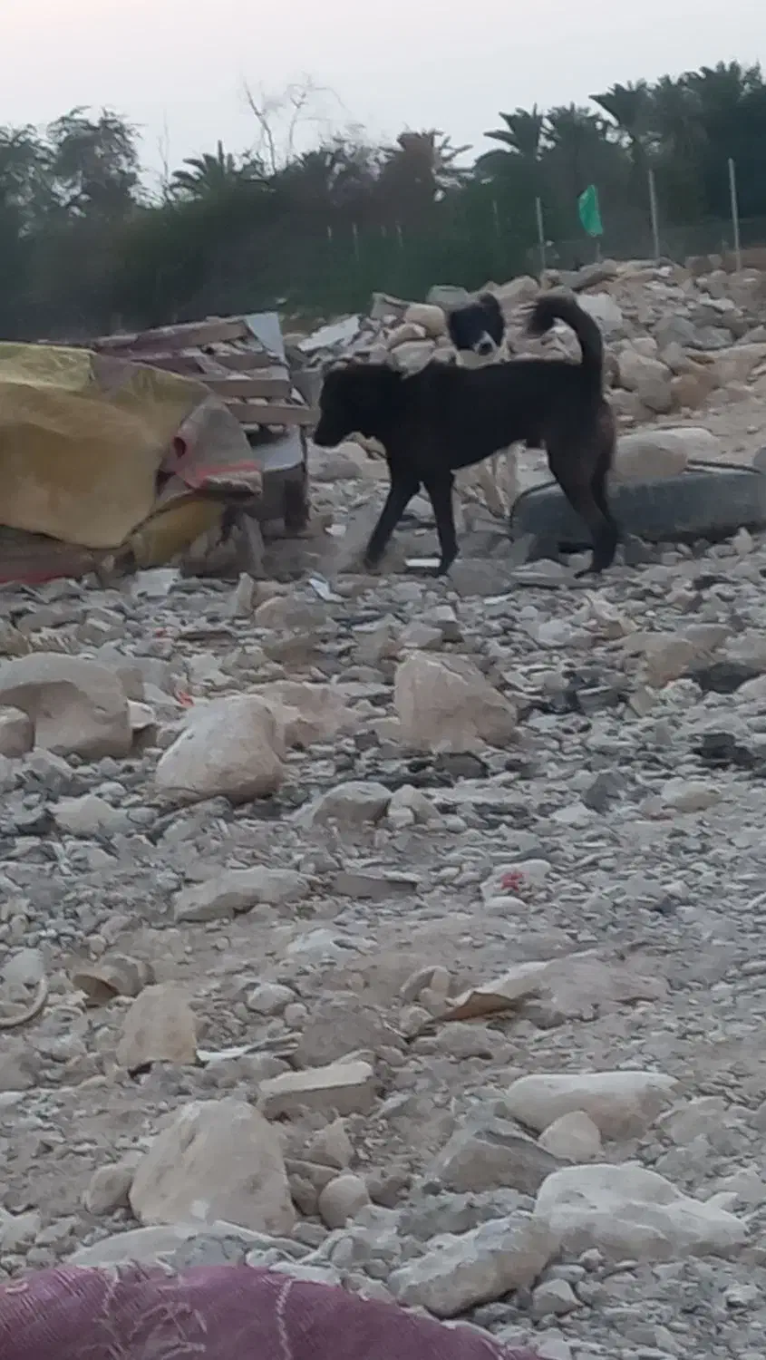 واگذاری سگ|سگ|خورموج, |دیوار