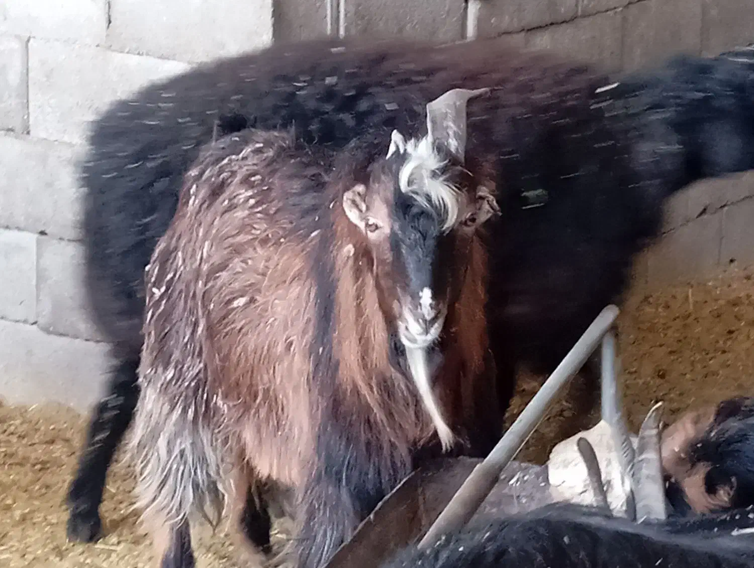 بزغاله نر|حیوانات مزرعه|پاکدشت, پاکدشت (مامازند)|دیوار