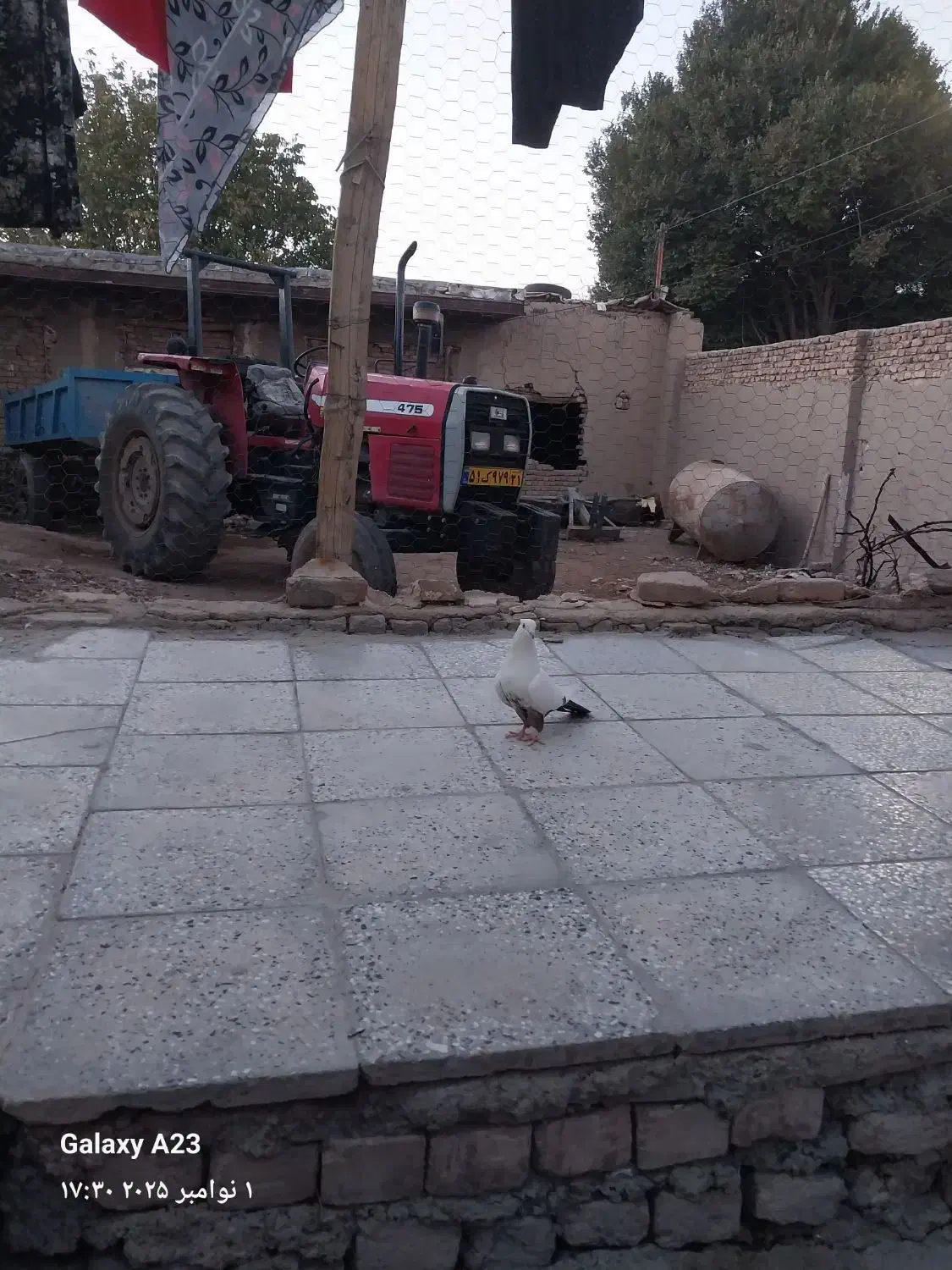 ماده دم قهوه ای|پرنده|سیلاخور, |دیوار