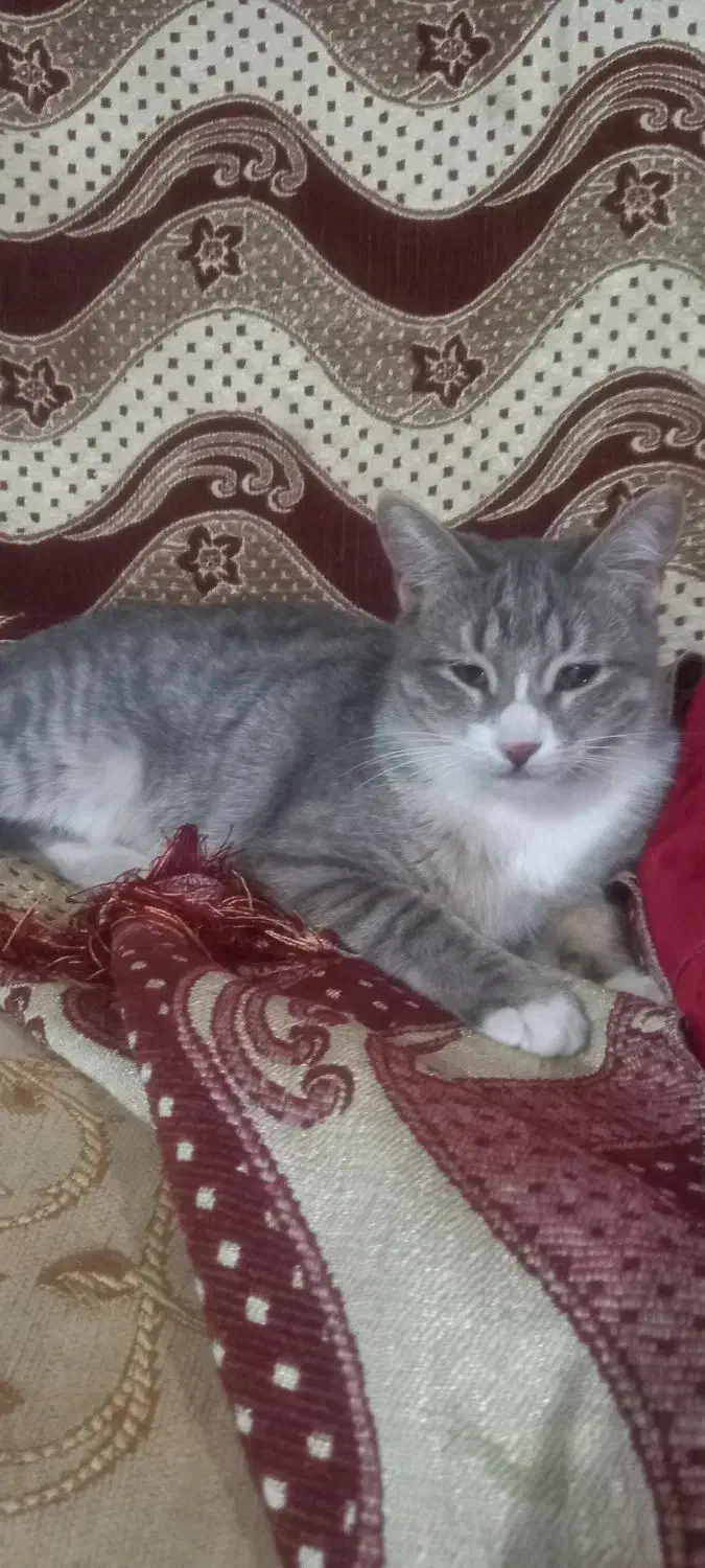 دو گربه دختر|گربه|مشگین شهر, |دیوار