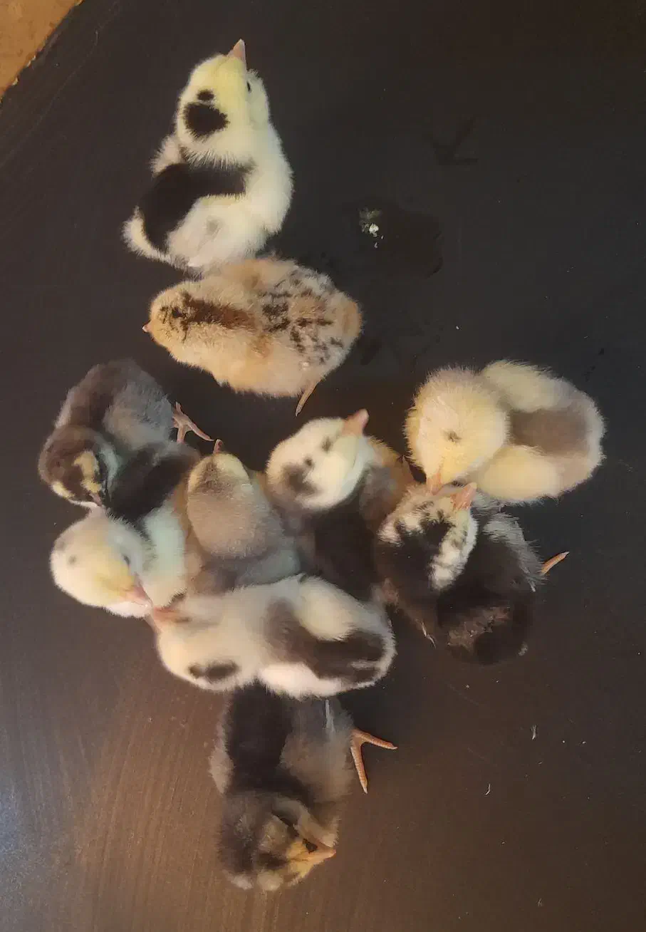 جوجه گلین، برهما لایت و ویاندوت|حیوانات مزرعه|خمینی‌شهر, |دیوار