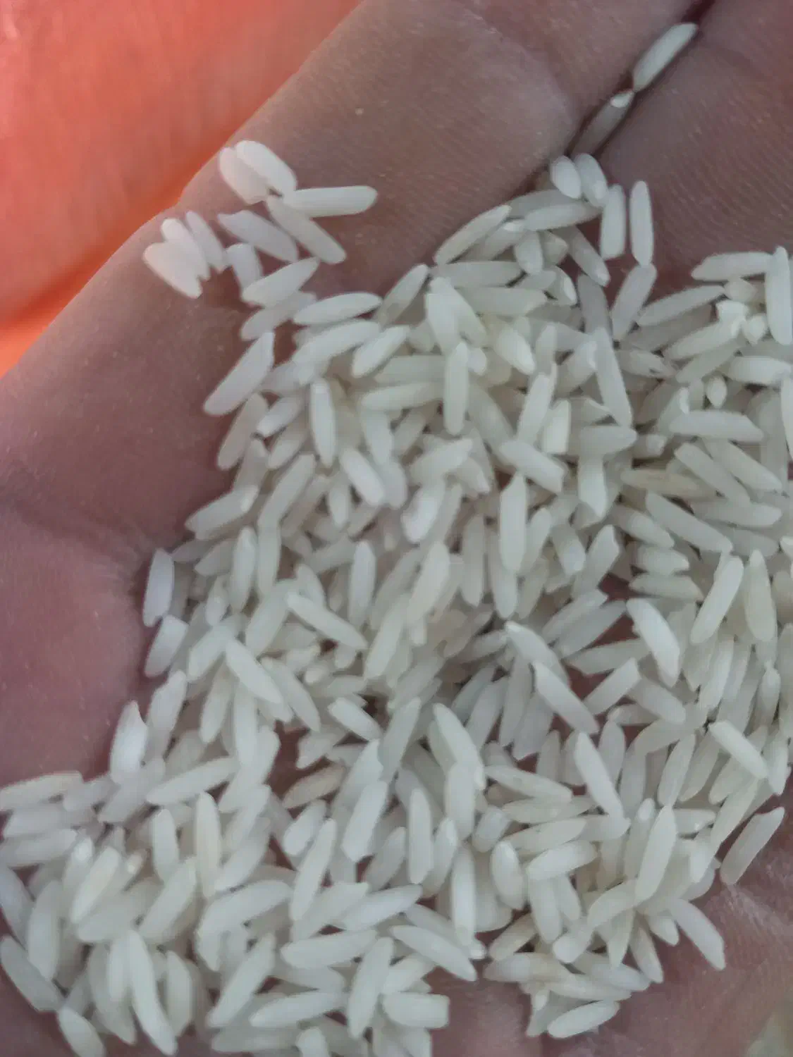 برنجهاشمیونیمدانههاشمی|خوردنی و آشامیدنی|رشت, بلوار گیلان|دیوار