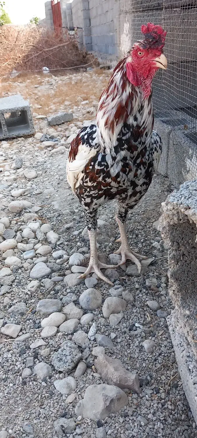 خروس|حیوانات مزرعه|بندرعباس, |دیوار