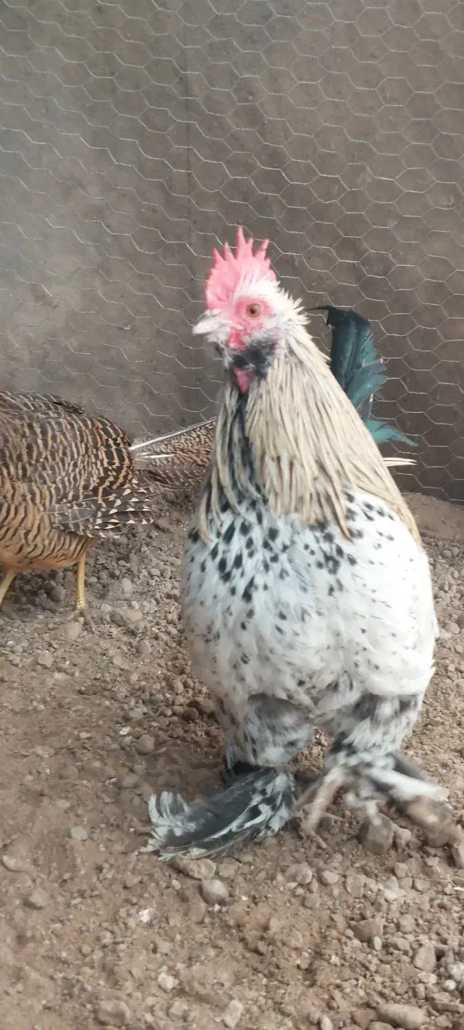 سه عدد خروس مینیاتوری|حیوانات مزرعه|خسروشاه, |دیوار