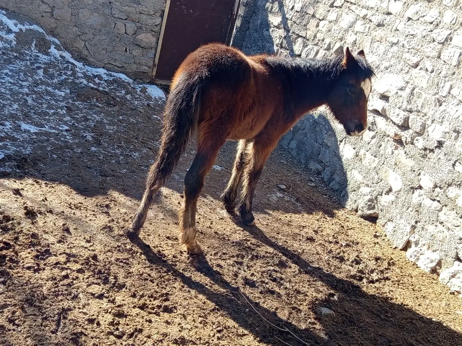 حیوانات اهلی|اسب و تجهیزات اسب‌سواری|قوچان, |دیوار