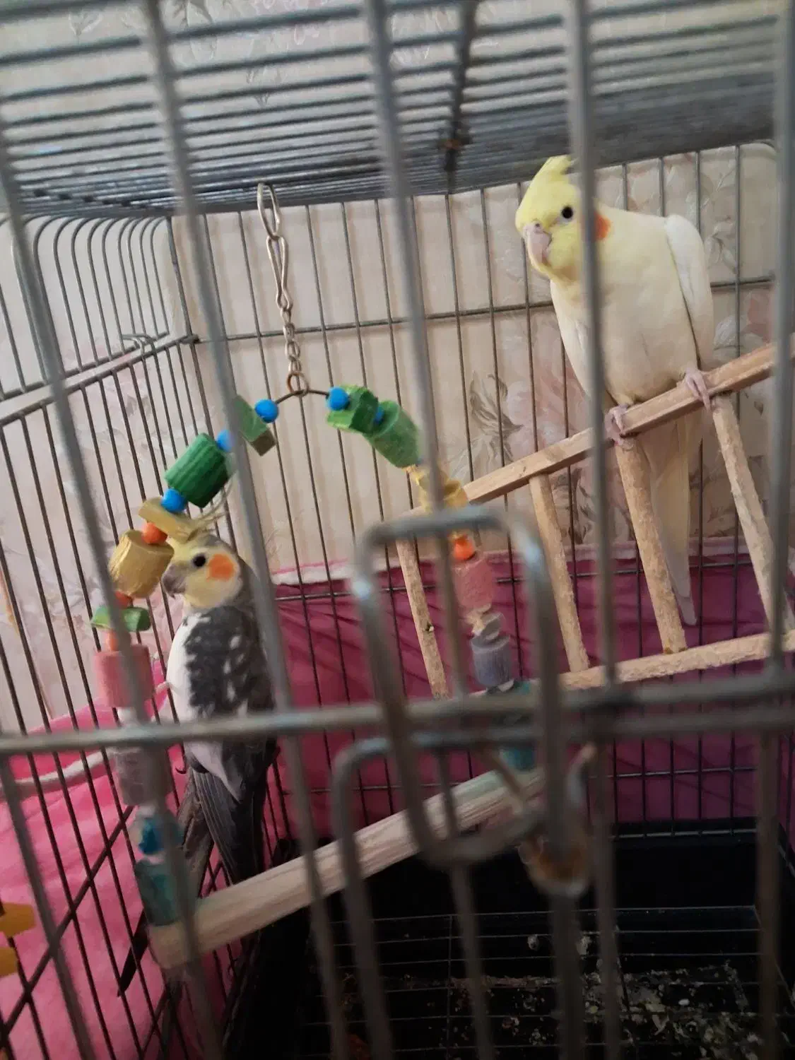 پرنده|پرنده|نسیم‌شهر, |دیوار