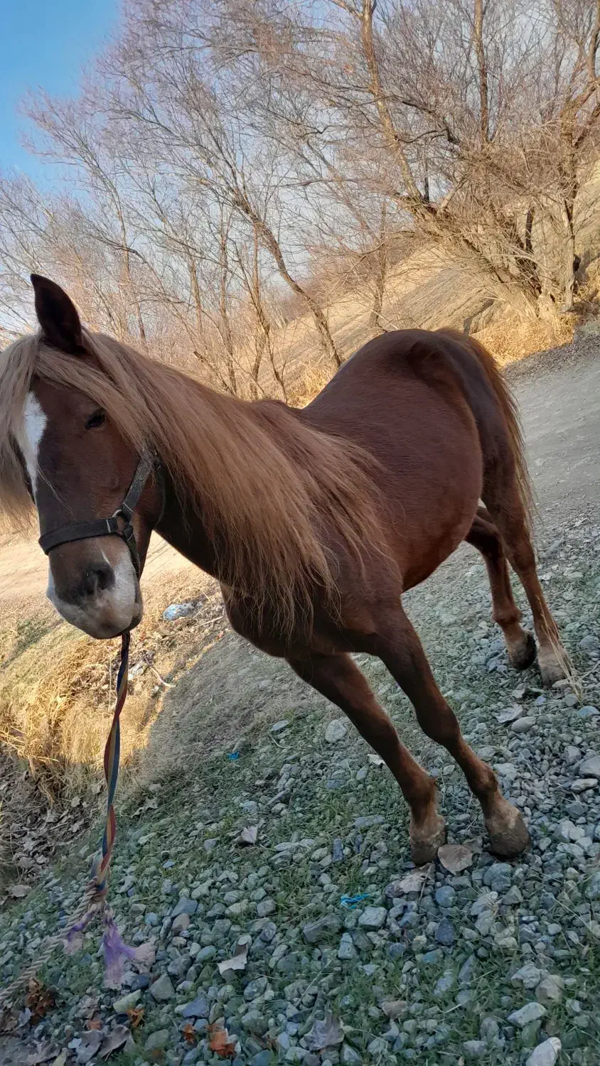 اسب نریان|اسب و تجهیزات اسب‌سواری|سلماس, |دیوار