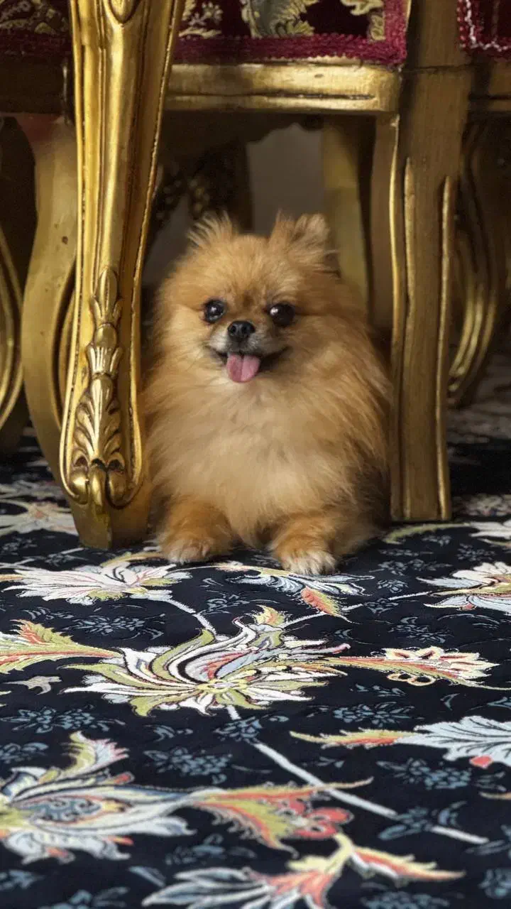 واگذاری پامر خرسی پامراین شیتزو تریر|سگ|مشهد, شیرودی|دیوار