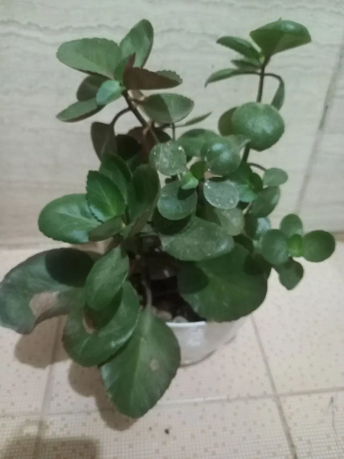 گل طبیعی  قاشقی وبنفش|گل و گیاه طبیعی|محمدشهر, محمدشهر|دیوار