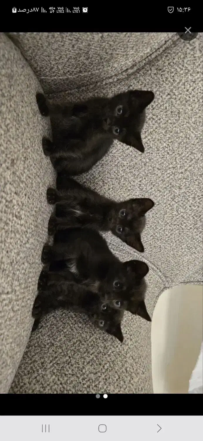 گربه خانگی بسیار باهوش تمیز|گربه|میانه, |دیوار