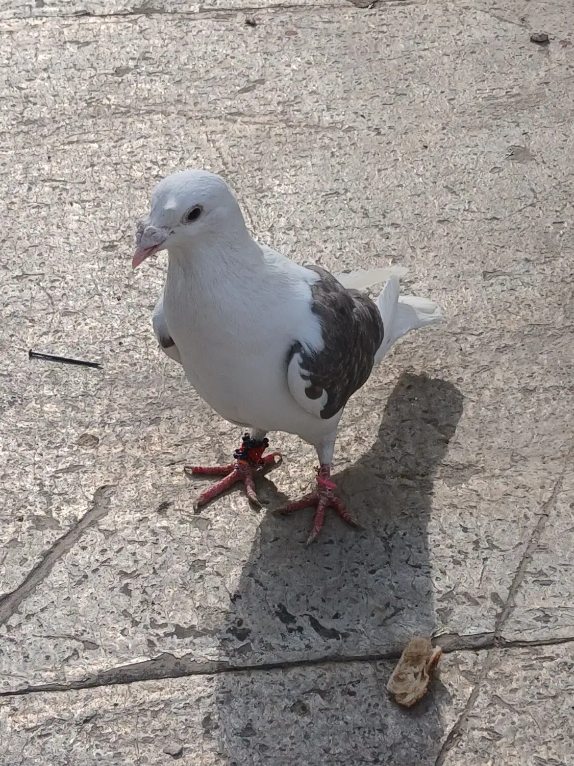 پشت گراف|پرنده|مشهد, رضاییه|دیوار