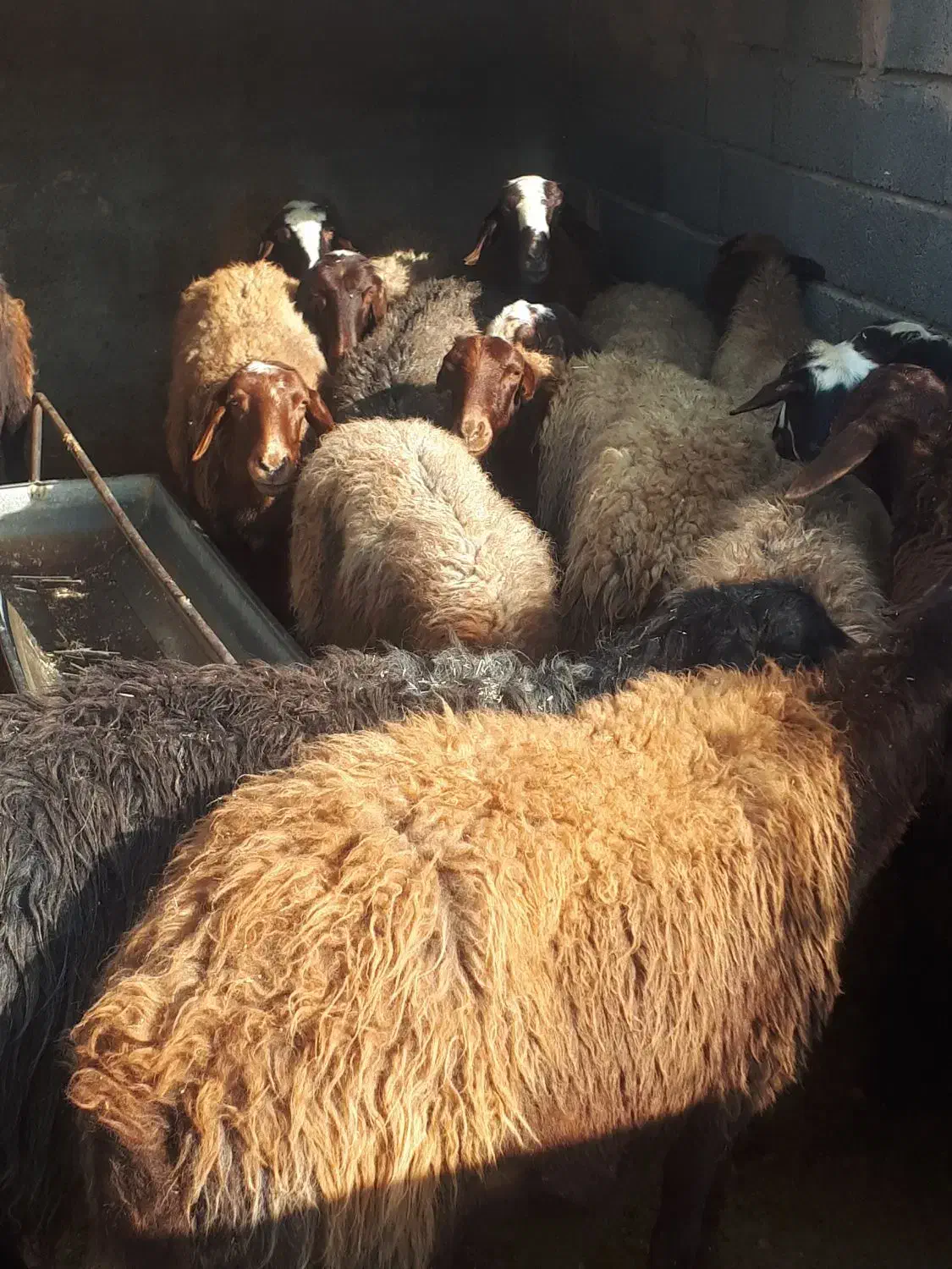 میش بره داشتی گله داری یک داغ|حیوانات مزرعه|فلاورجان, |دیوار