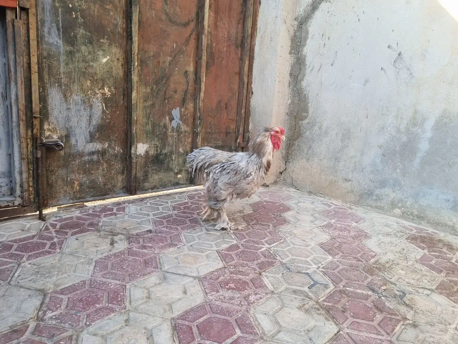 برهما بلو|حیوانات مزرعه|شیراز, پودنک|دیوار