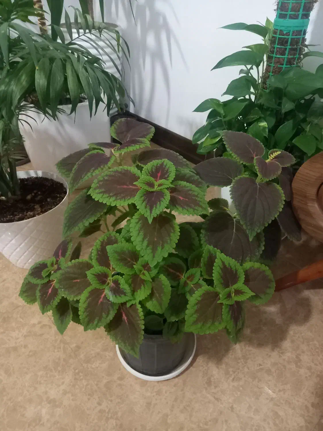 کیف|کیف، کفش، کمربند|اصفهان, بهارستان|دیوار