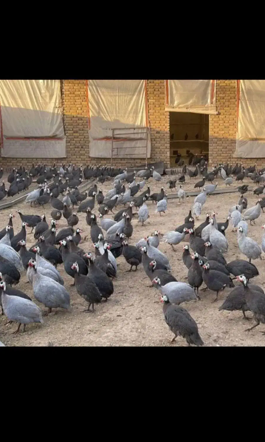 مرغ شاخدار|حیوانات مزرعه|میناب, |دیوار