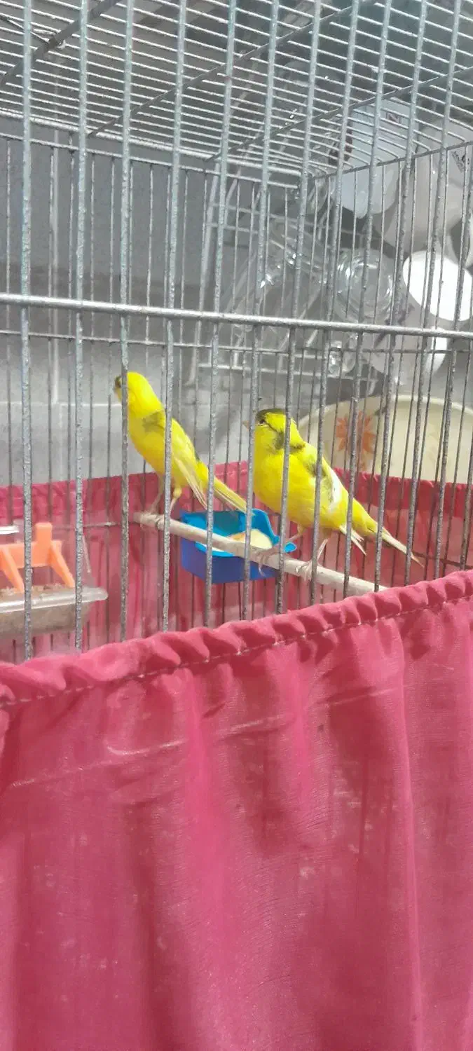 فروش یک جفت قناری نر و ماده|پرنده|کیش, |دیوار