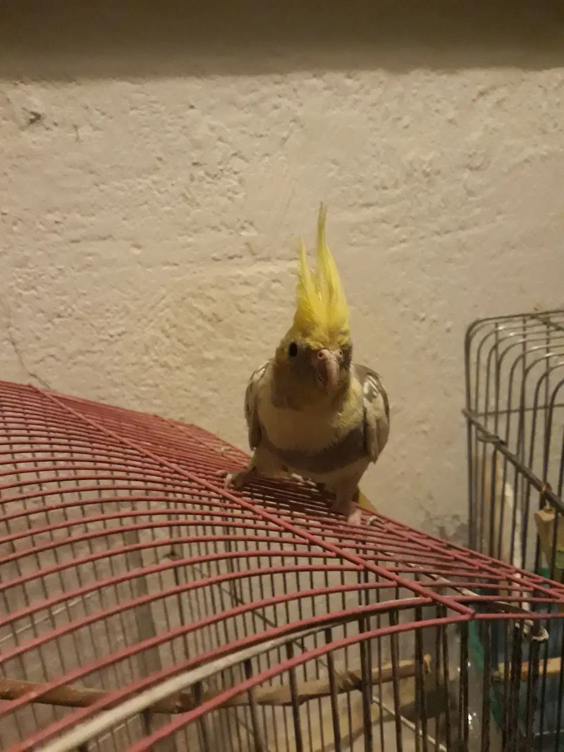 طوطی عروس هلندی مرواریدی|پرنده|اندیشه, اندیشه فاز ۴|دیوار