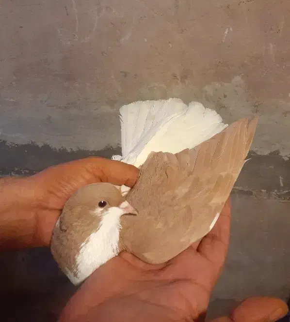 چپ ماده ،هفترنگ نر کفتر|پرنده|اقبالیه, |دیوار