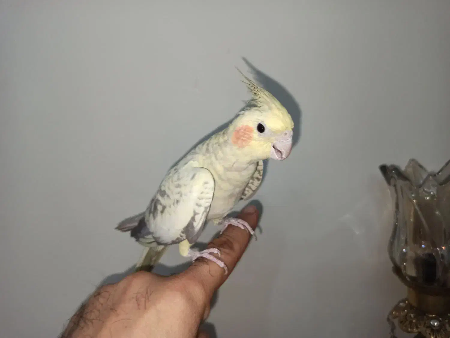 عروس هلندی ماده نژاد گل باقالی مست|پرنده|اراک, |دیوار