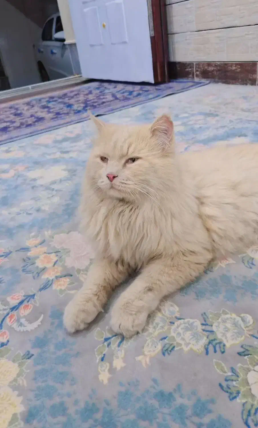 گربه پرشین|گربه|دوگنبدان, |دیوار