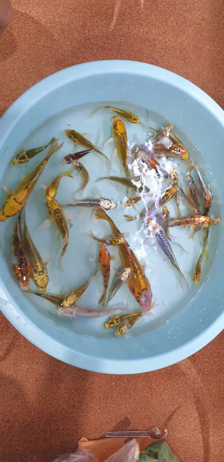 ماهی کوی|ماهی|اهواز, کمپلو شمالی|دیوار