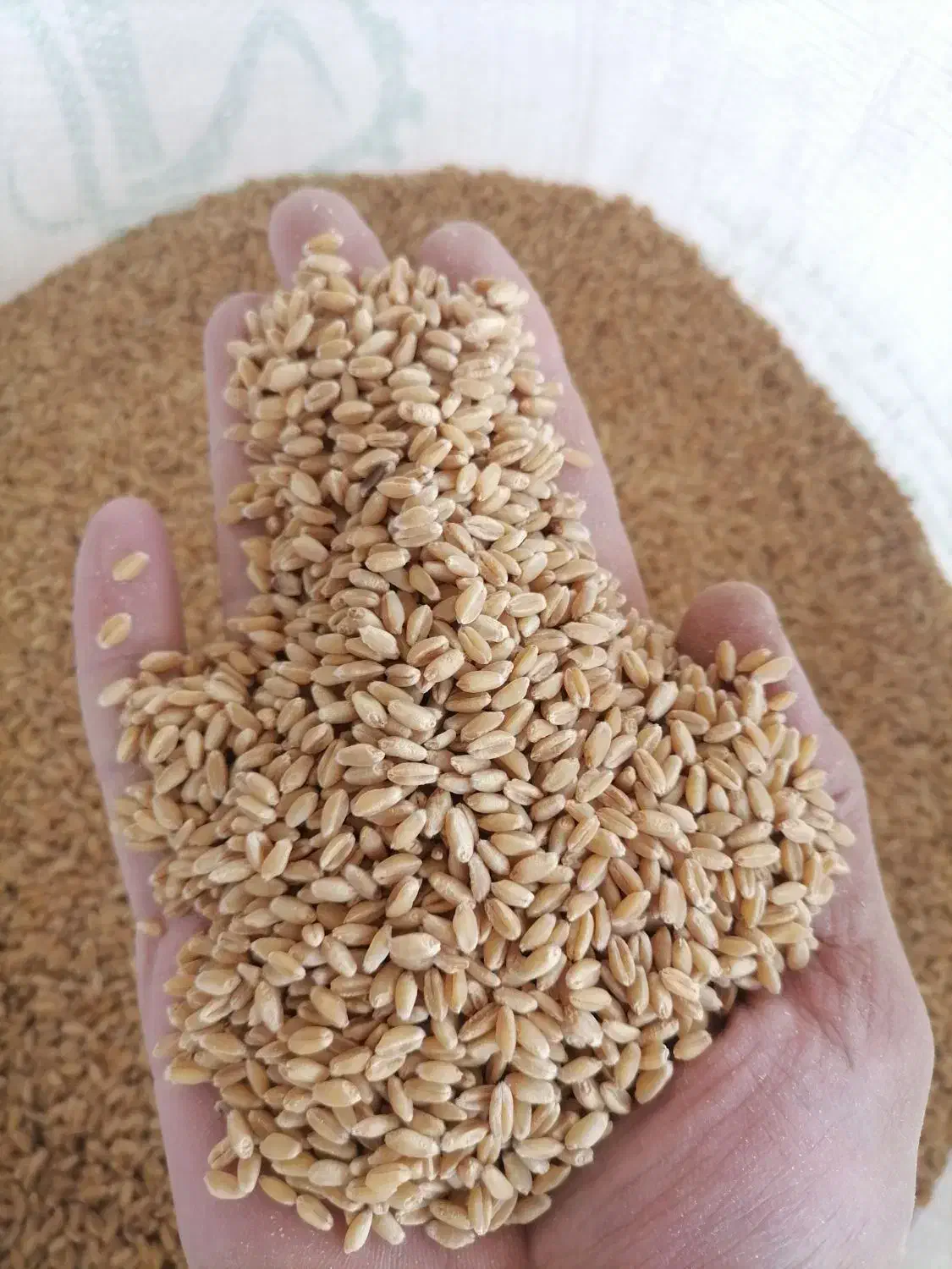 گندم برات بذری درجه یک یک|خدمات باغبانی و درختکاری|شوشتر, |دیوار