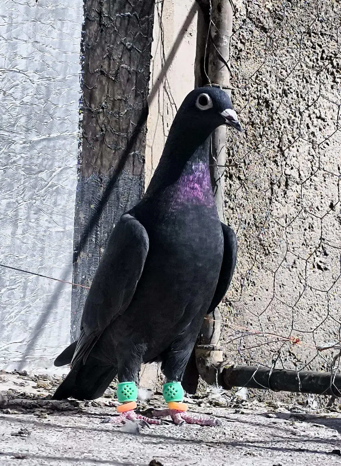 زاغ کرمونی عطیقه|پرنده|قائن, |دیوار