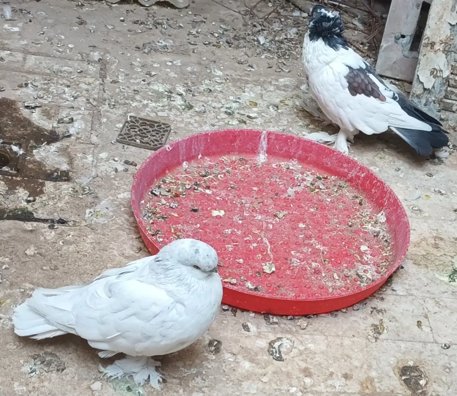 کفتر لانگ فیس نر|پرنده|قم, شهرک توانیر|دیوار