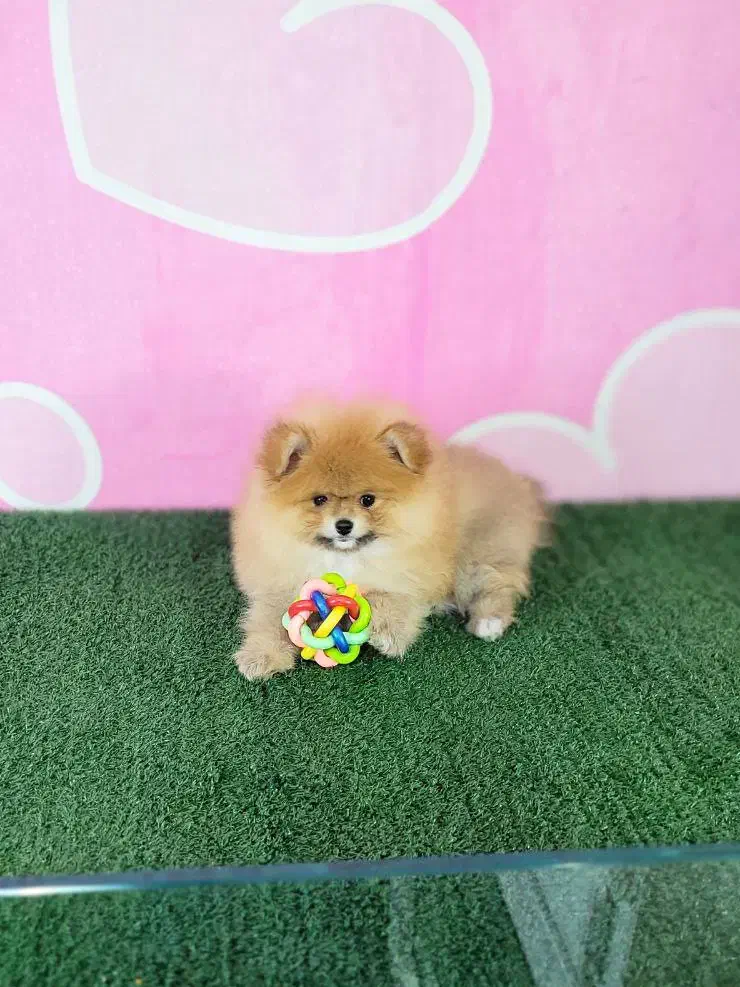 پامر،پامرانین،پامر خرسی|سگ|اصفهان, امیرعرب|دیوار