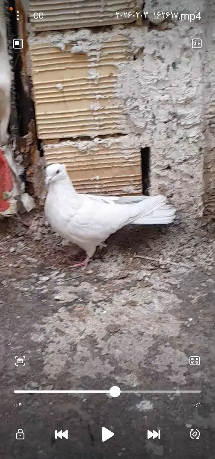 کبوتر|حیوانات|بجنورد, |دیوار